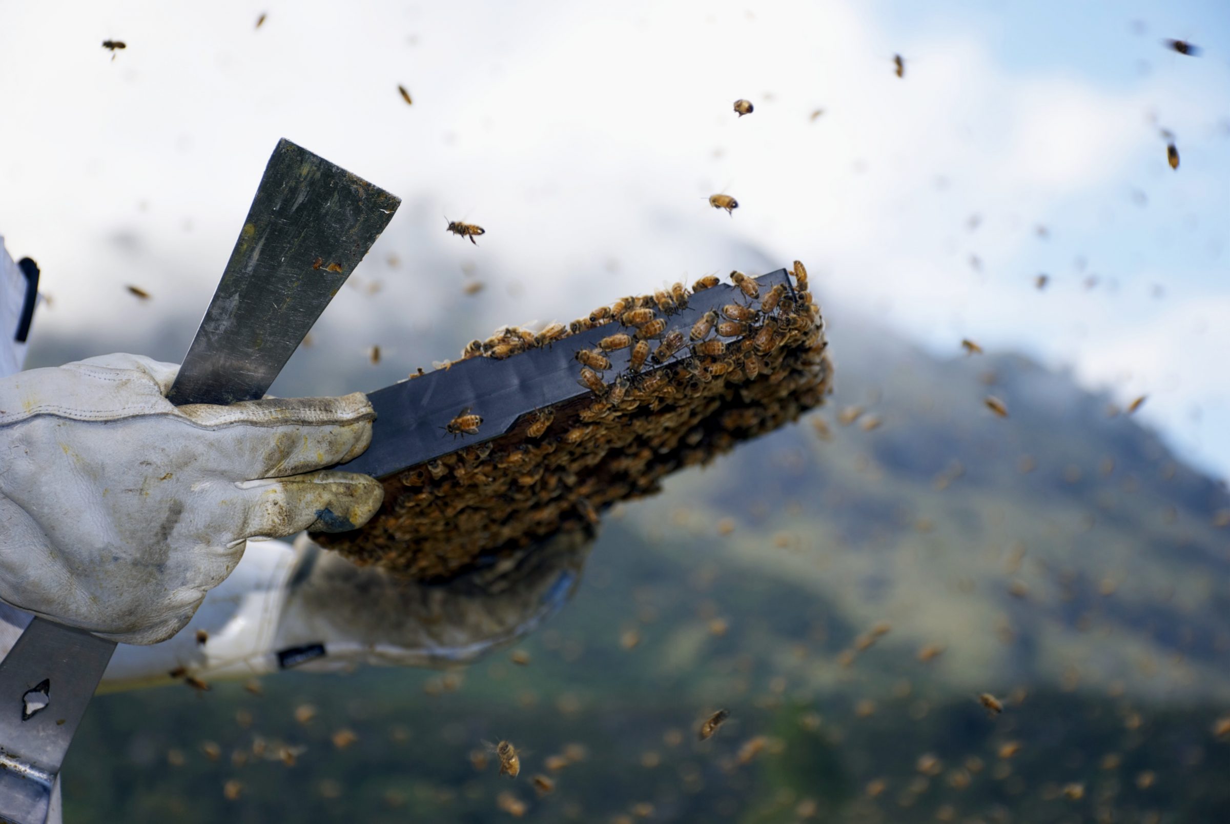 Beekeeper handling a hive frame with bees for Apivita against a mountainous backdrop.