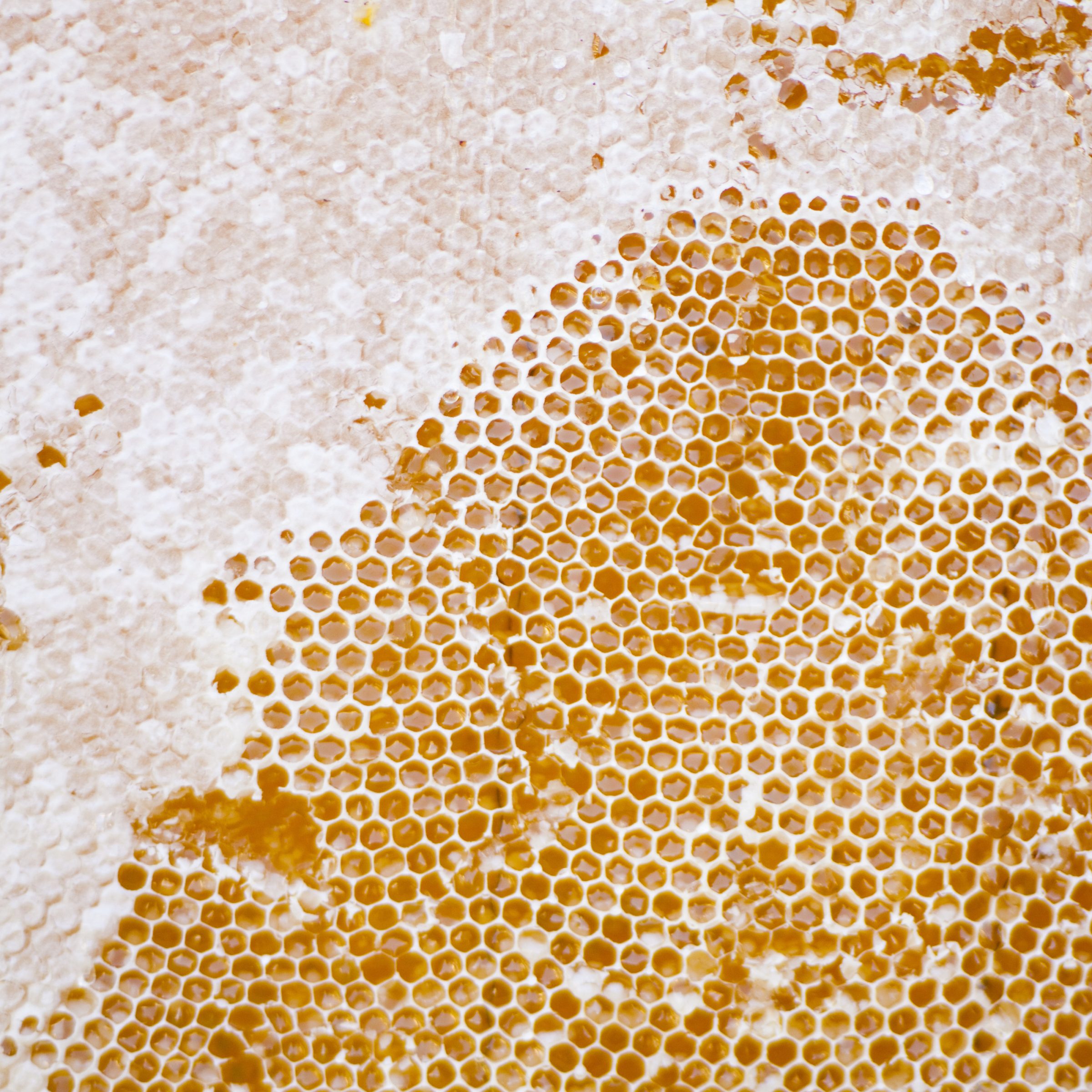 Close-up of a honeycomb structure in the Apivita project showcasing intricate hexagonal patterns.