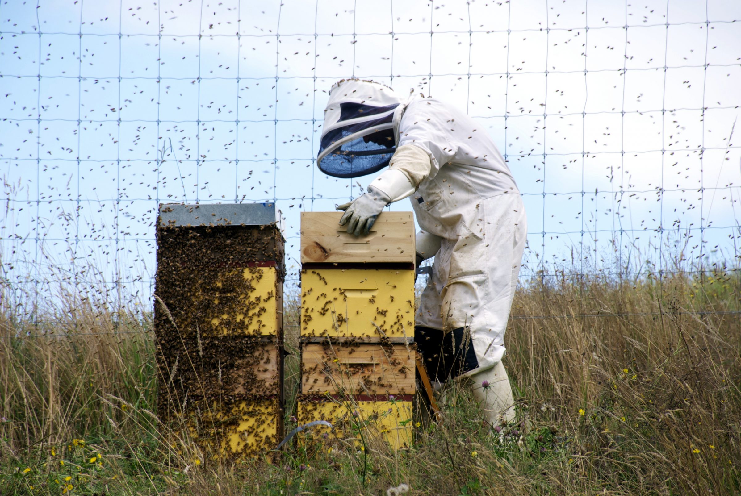 Beekeeper tending to hives surrounded by bees, part of the Apivita initiative.