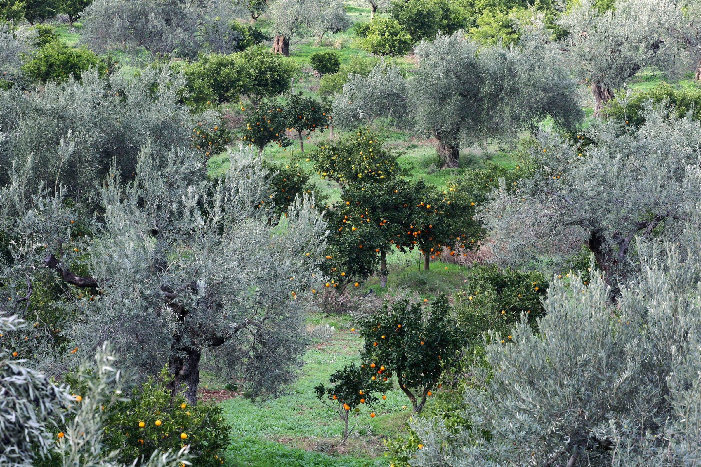 Lush olive and orange groves in the Apivita landscape.