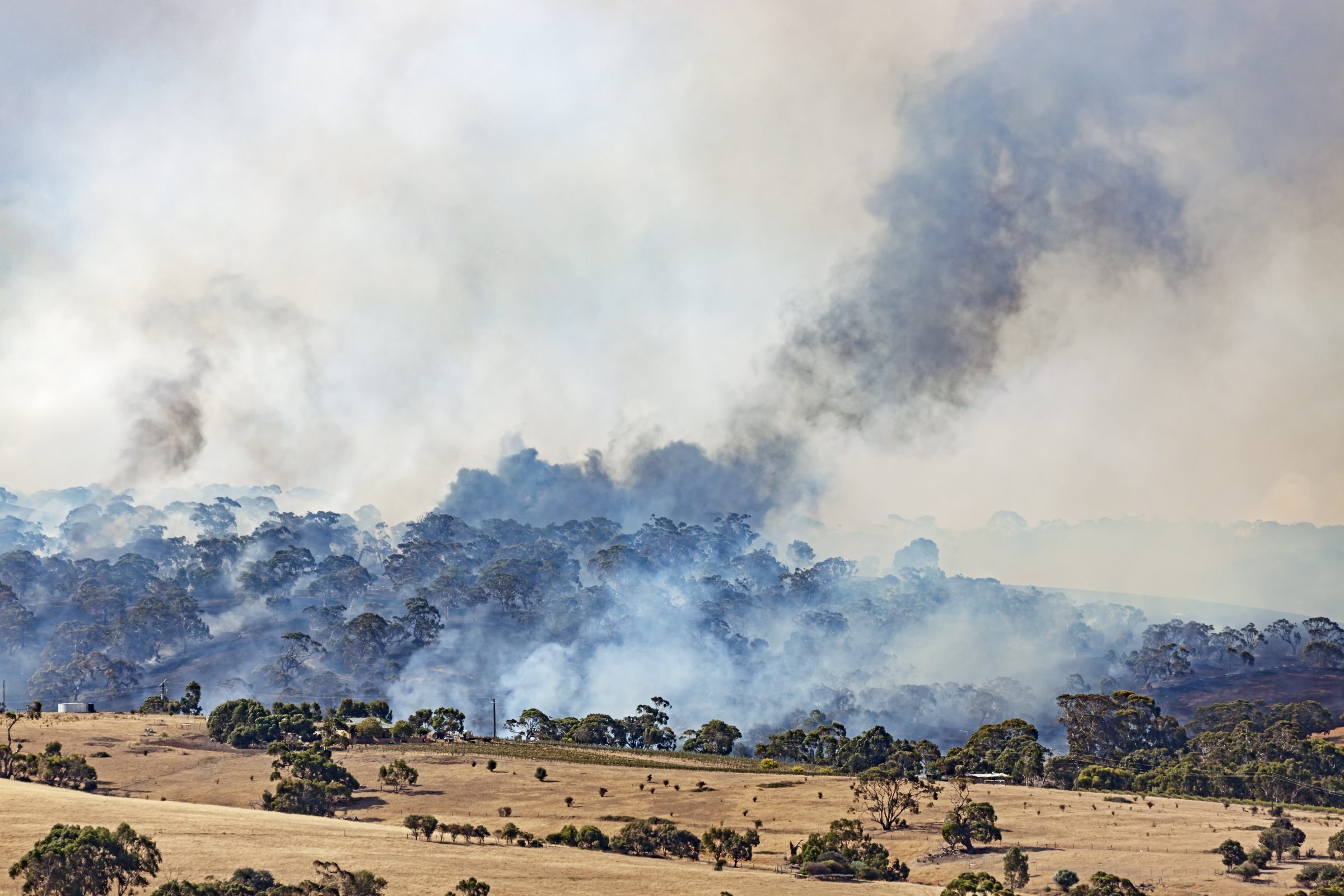 Forest fire smoke rising among trees in a landscape for Attica.