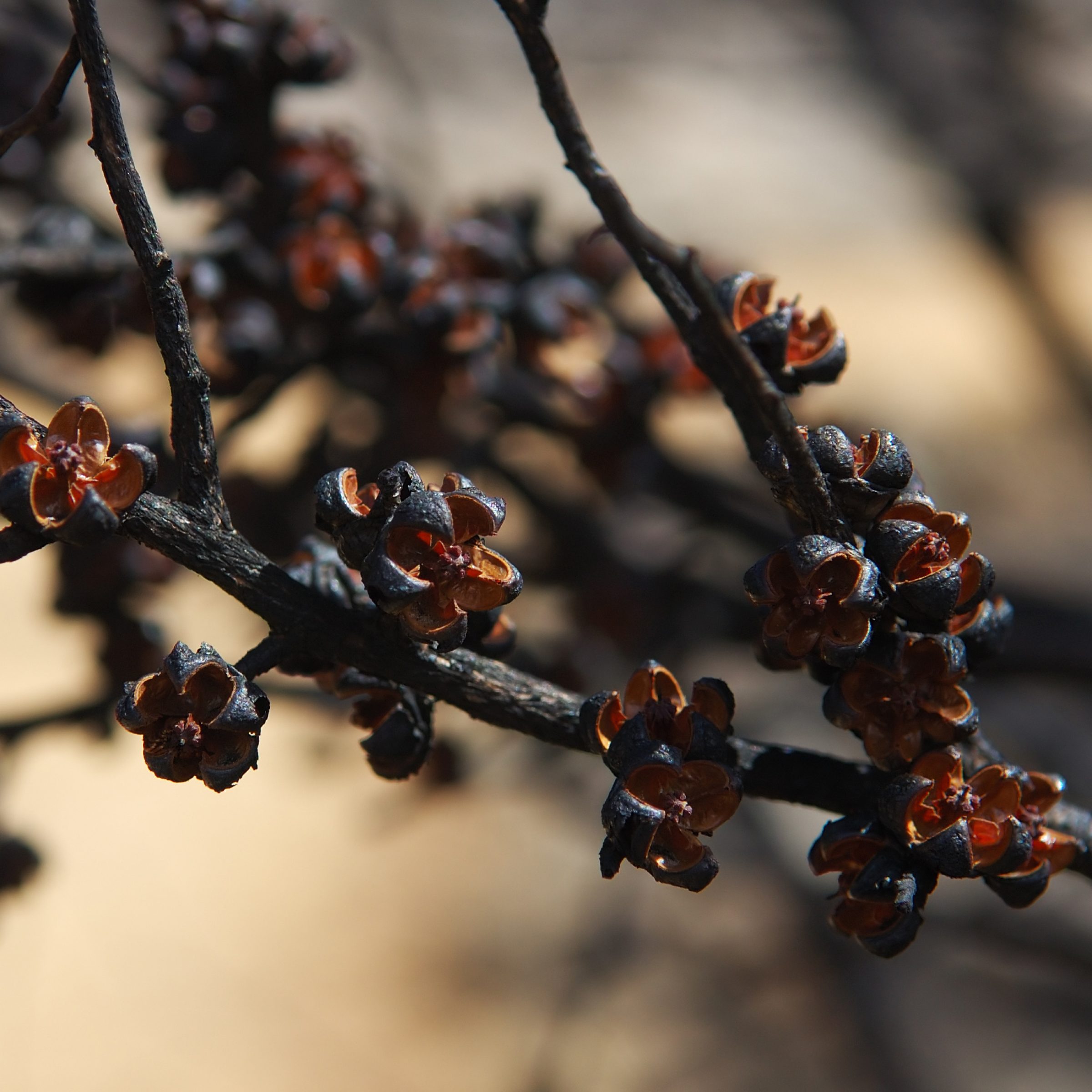 Close-up of charred plant with opened seed pods from the Attica series.