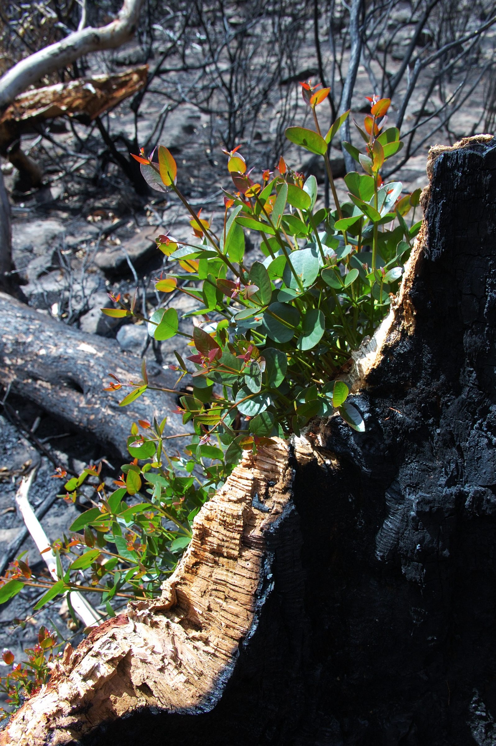 Green plants growing from a charred tree stump in Attica forest regeneration scene.