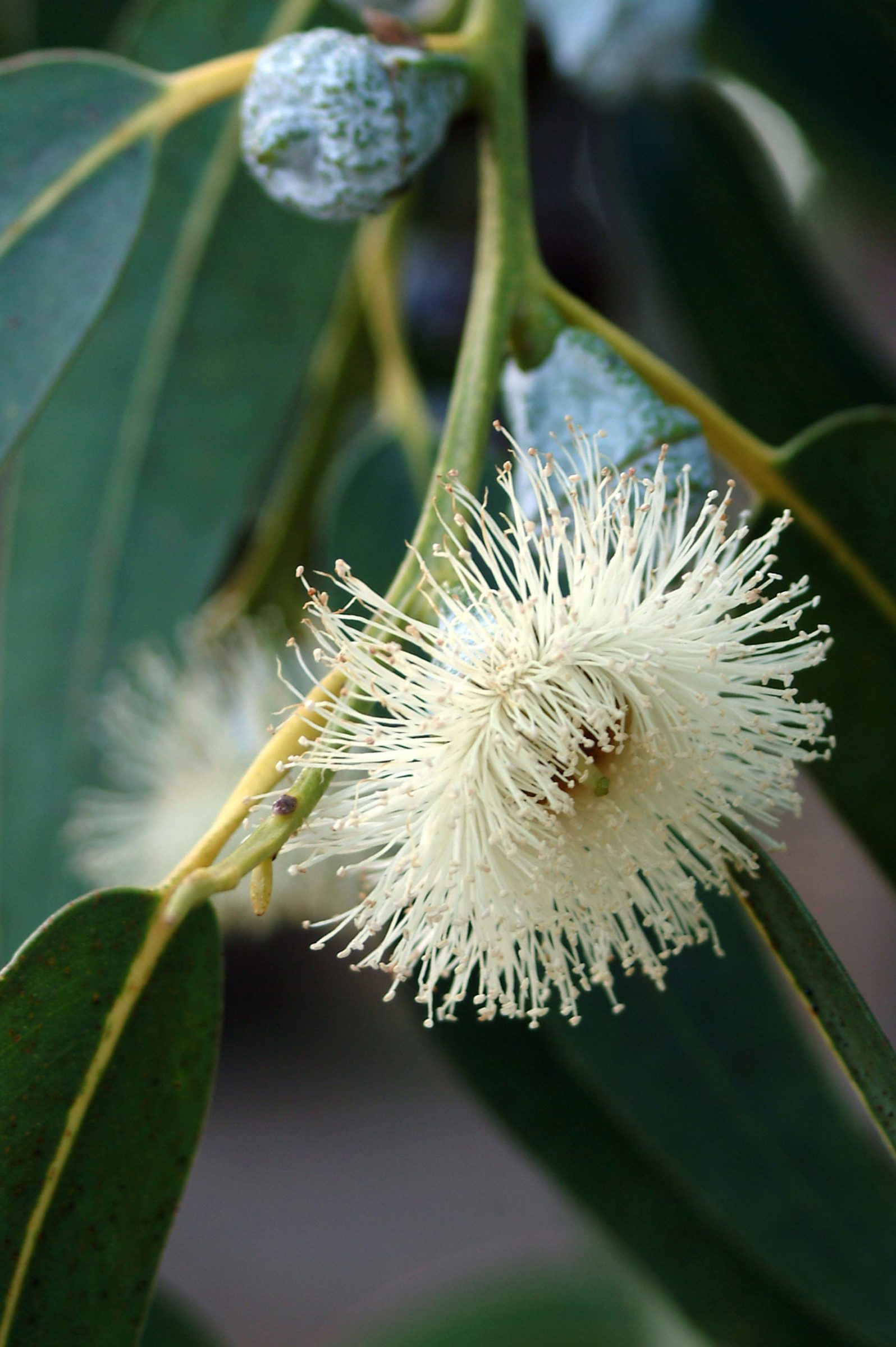 Close-up of a blooming eucalyptus flower from the Attica series.