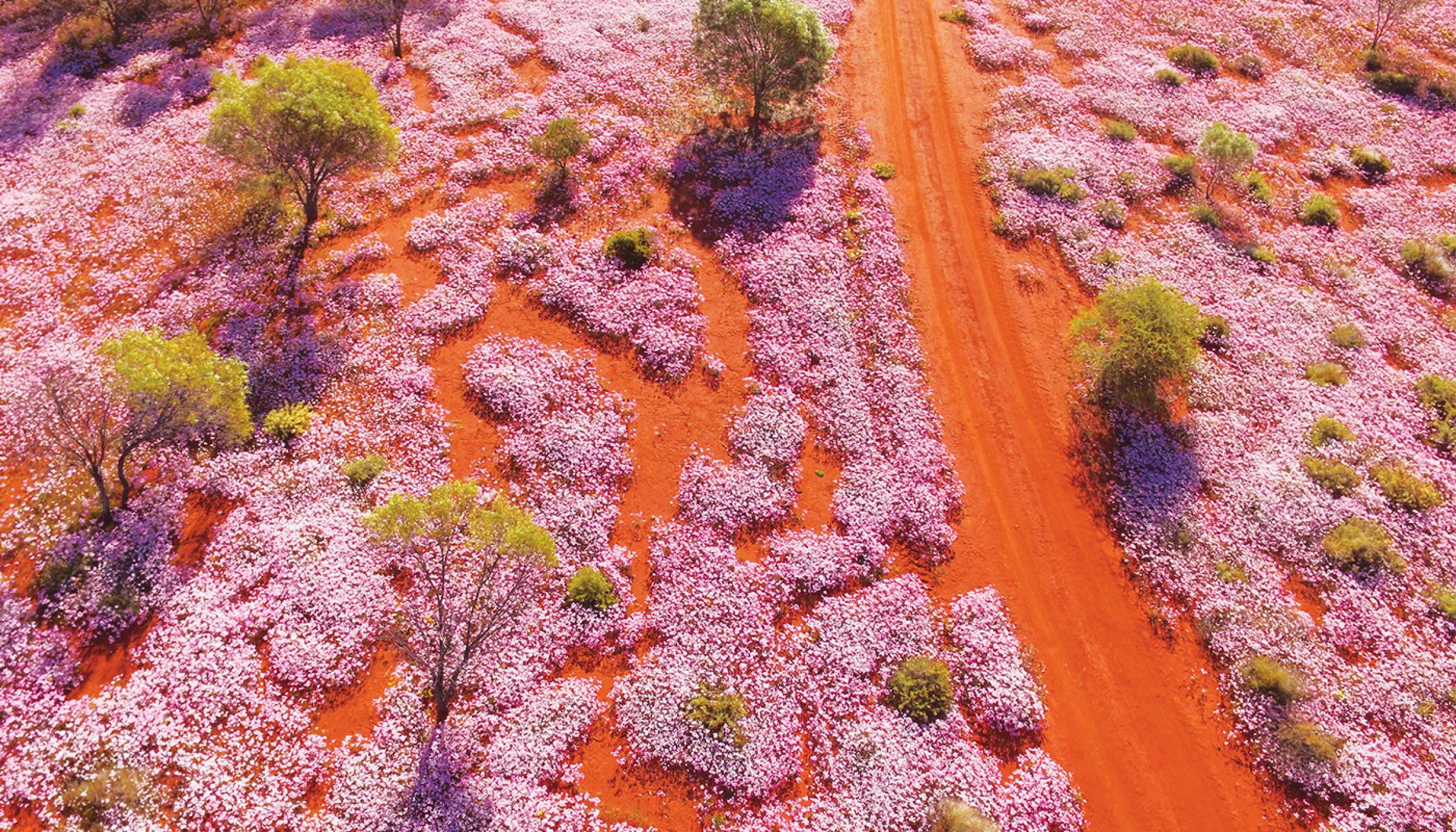 Aerial view of vibrant pink wildflowers and red dirt road in Jardan landscape.