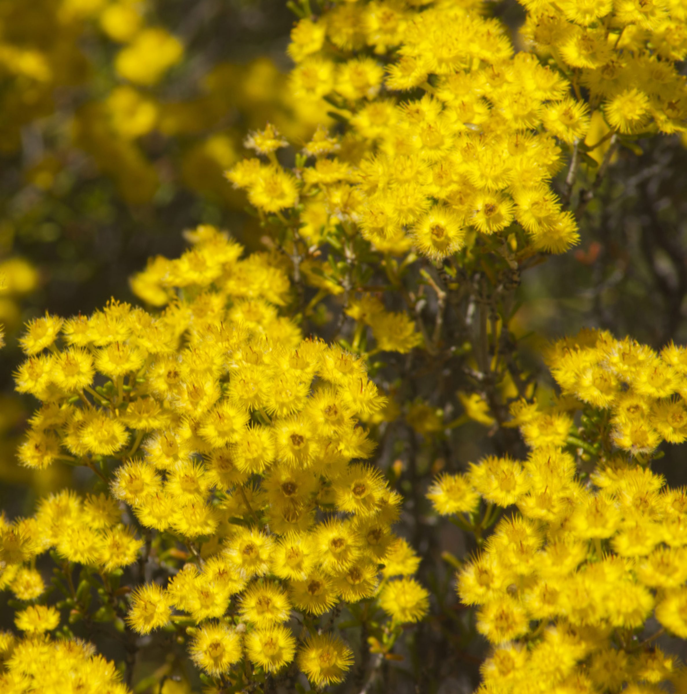 Bright yellow wildflowers in full bloom, part of the Jardan, Perth collection.