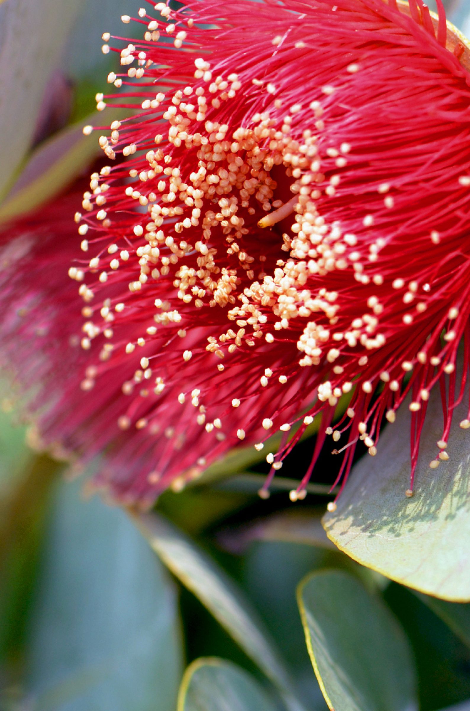 Close-up of a vibrant red flower with delicate stamens from "Jardan, Perth".
