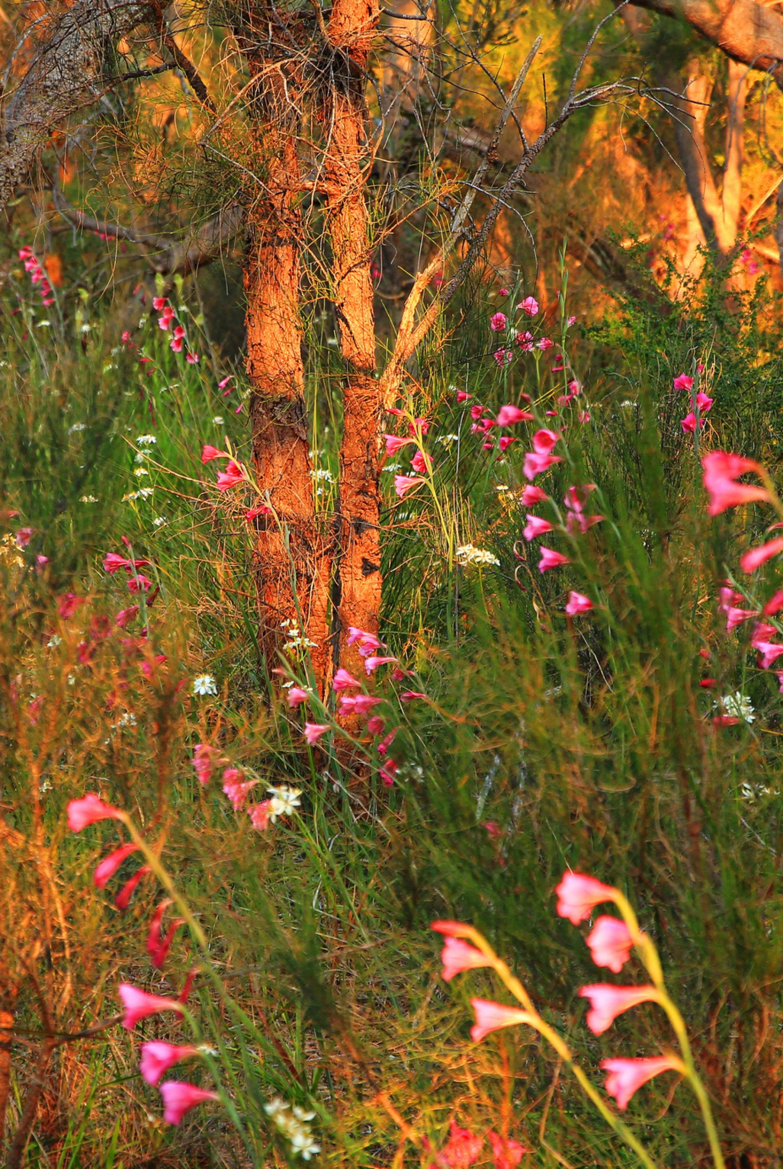 Sunlit pink flowers and trees in Jardan, Perth garden scene.
