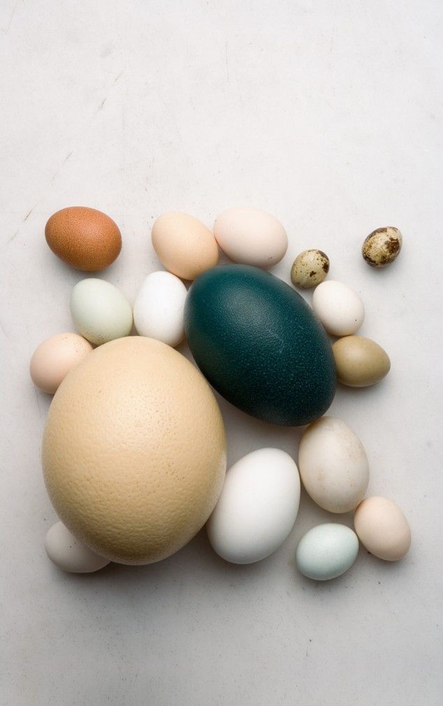 Various colorful eggs of different sizes displayed on a white surface for Marion.